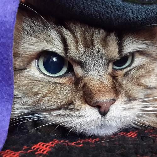 Photo #10800577