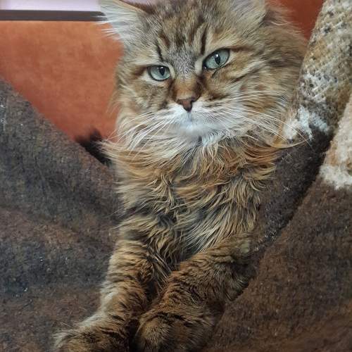 Photo #10800578