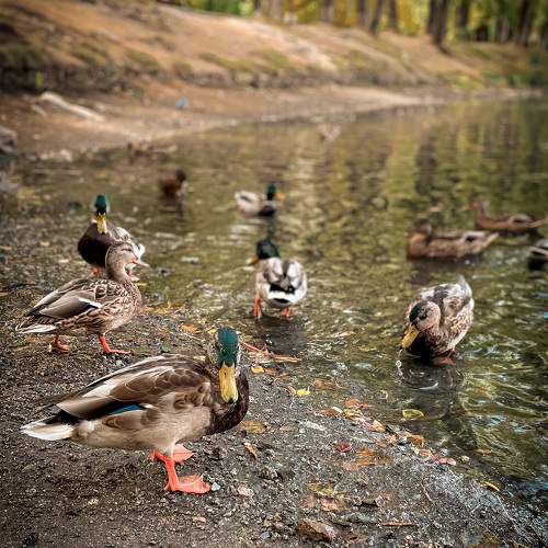 Photo #10800658
