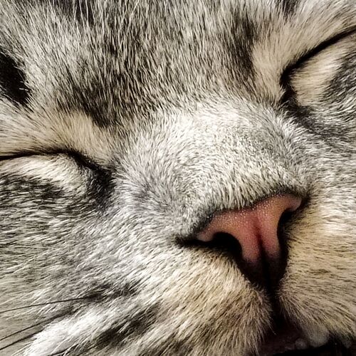Photo #10800741