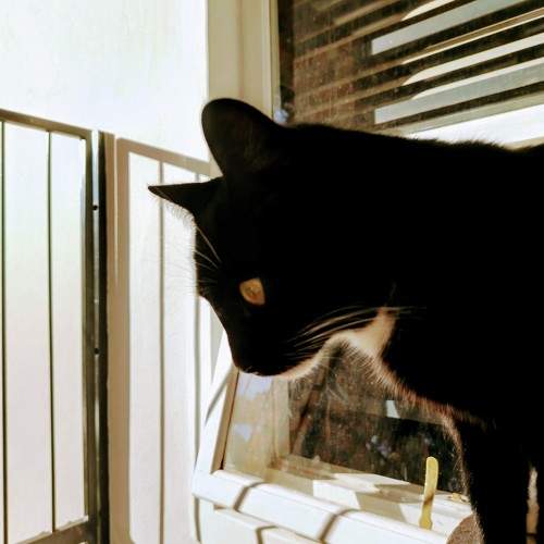 Photo #10800885