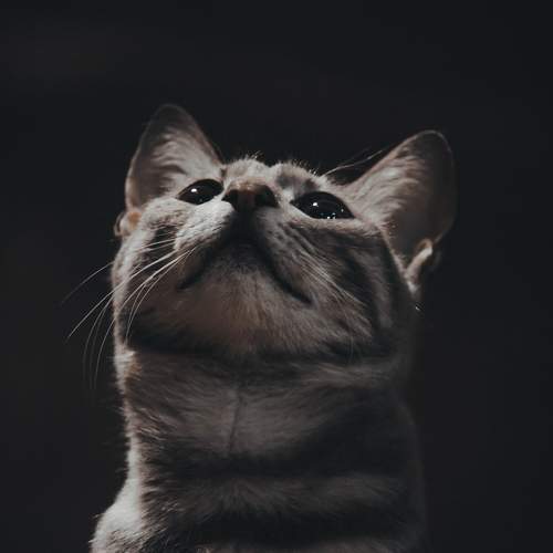 Photo #10800952