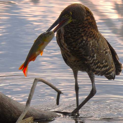 Pescado!