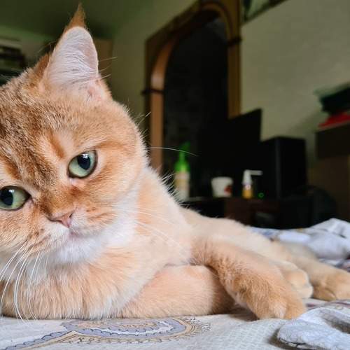 Photo #10801507