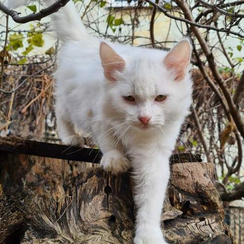 Photo #10801508