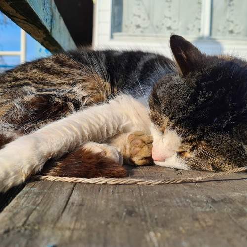 Photo #10801509