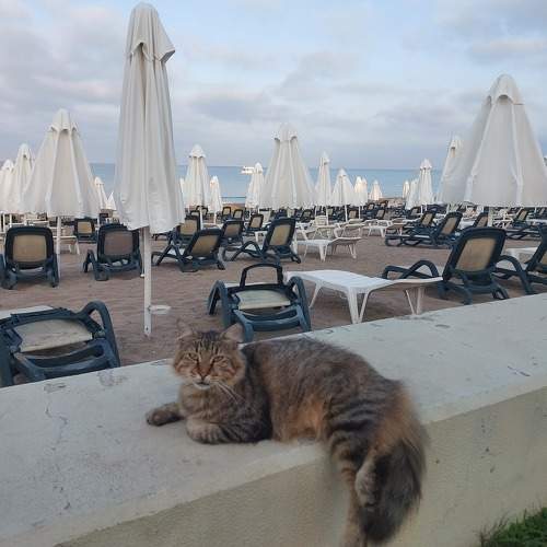 Photo #10801627