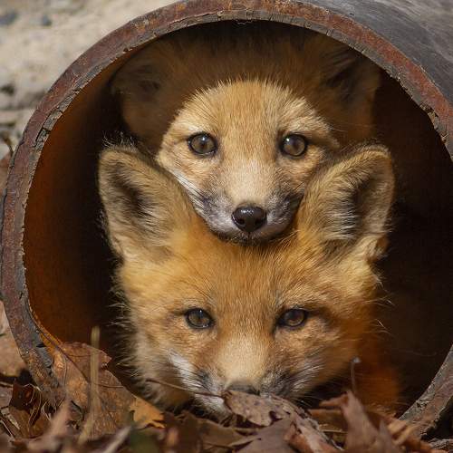 Photo #10801639