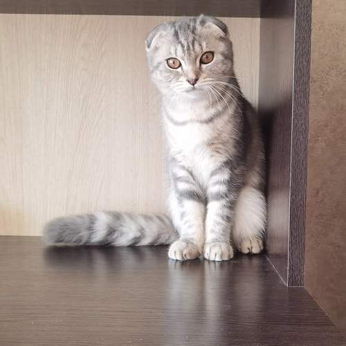Photo #10801994