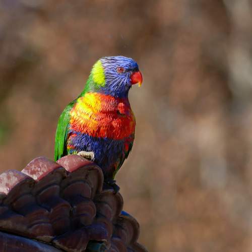 Photo #10802818
