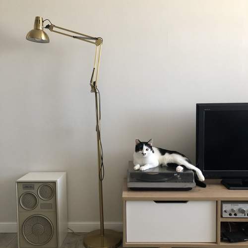 Кот