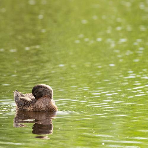 Photo #10802892
