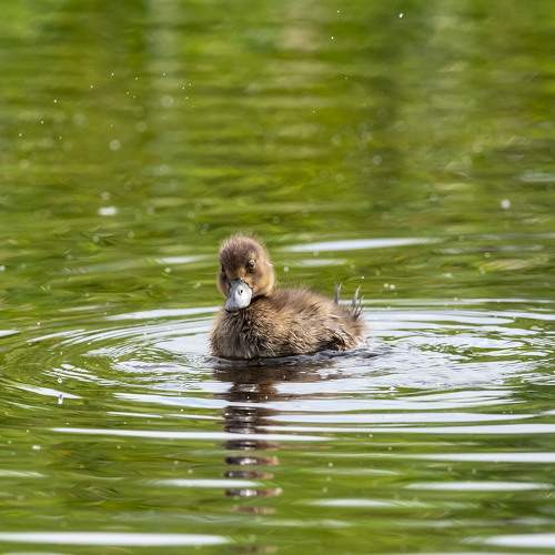 Photo #10802893