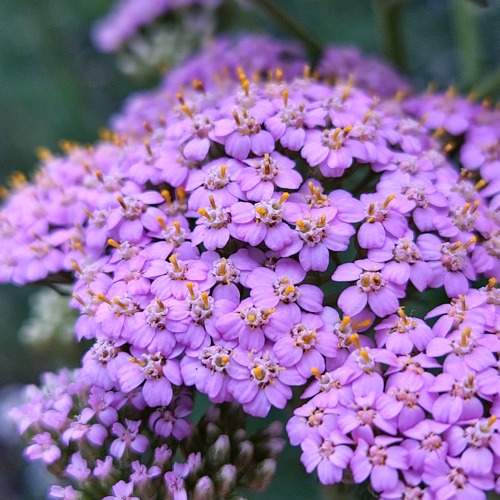 Photo #10803098