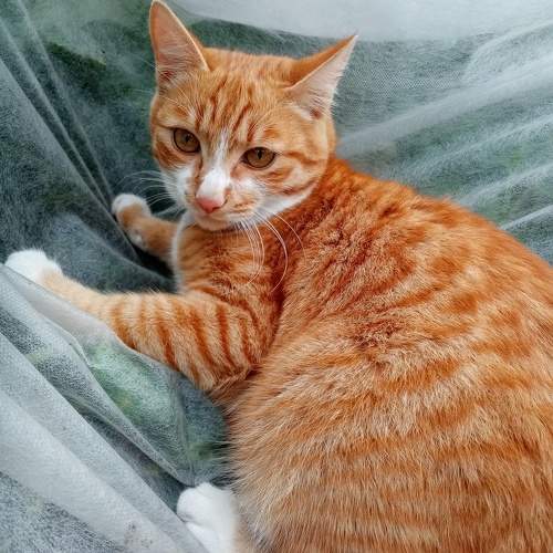 Photo #10803171