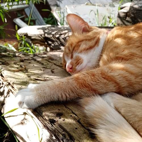 Photo #10803184
