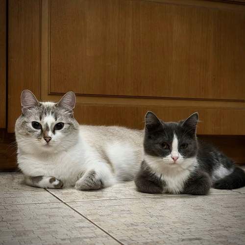 Photo #10803266