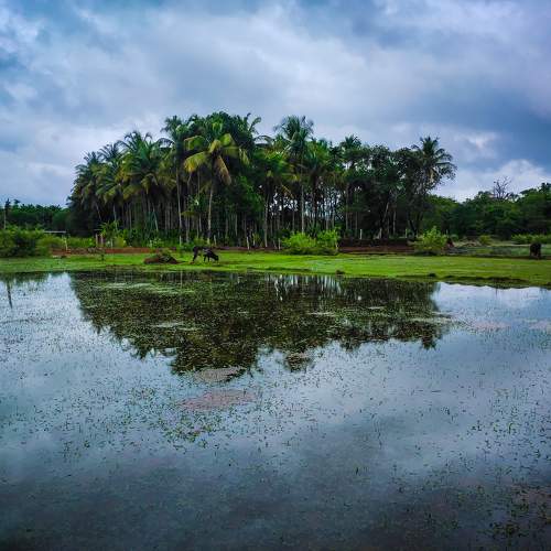 Monsoon Magic
