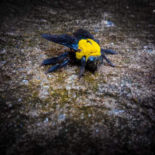 Photo #10803884