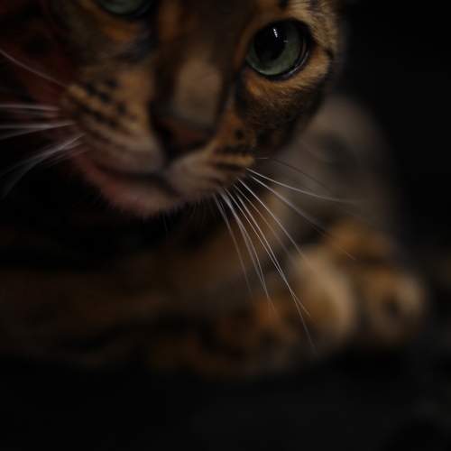Photo #10803946