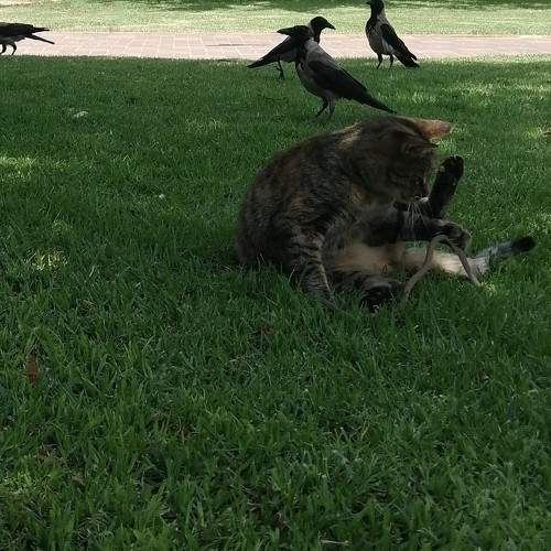 Photo #10804049