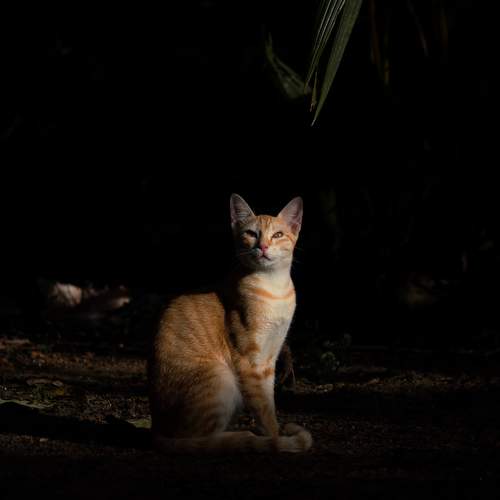 Photo #10804082