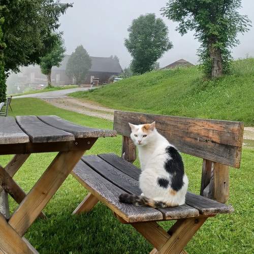 Photo #10804181