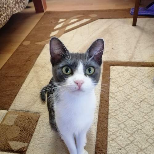 Photo #10804349