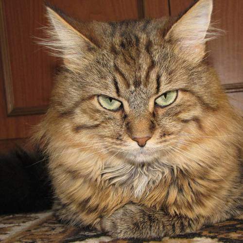 Photo #10804588