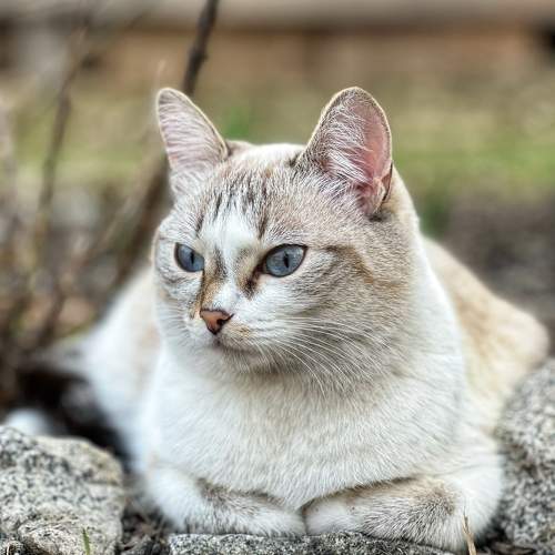 Photo #10805152