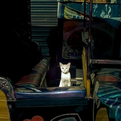 Photo #10805460