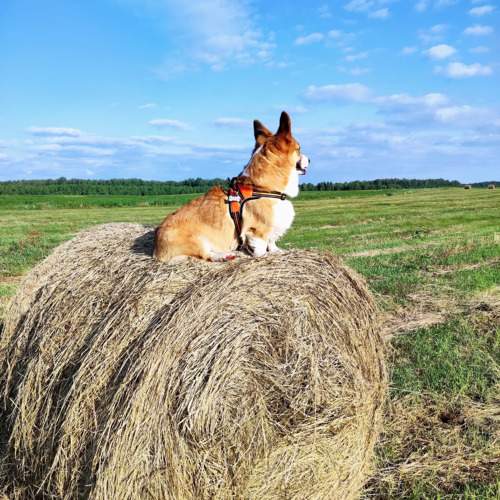 Photo #10805485