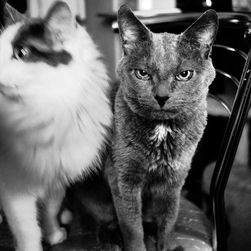 Photo #10805587