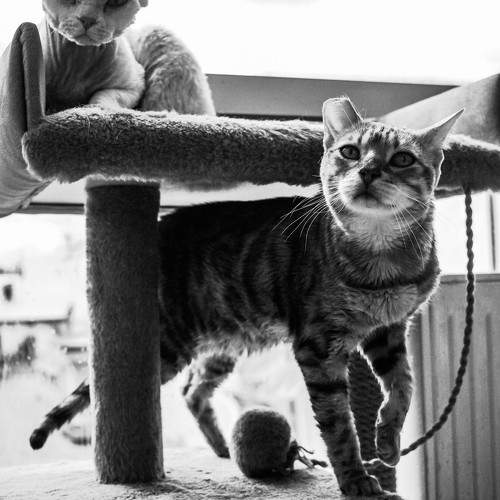 Photo #10805588