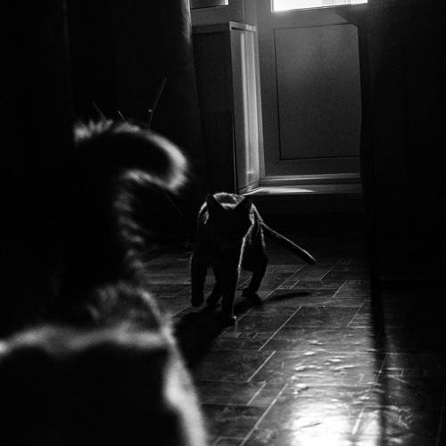Photo #10805589