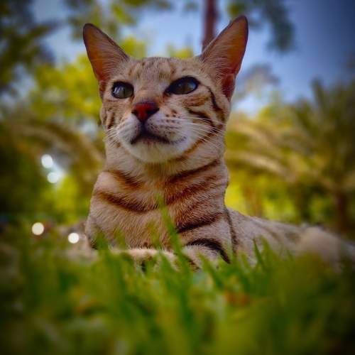 Photo #10805731