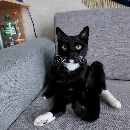 Кот Барсик на диване