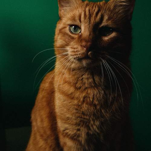 Photo #10806247