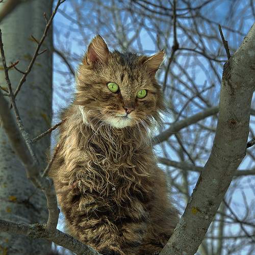 Photo #10806448