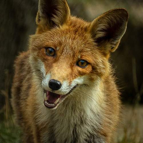 Photo #10806677