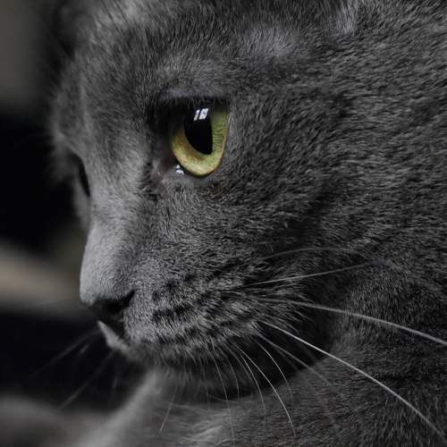 Photo #10806800