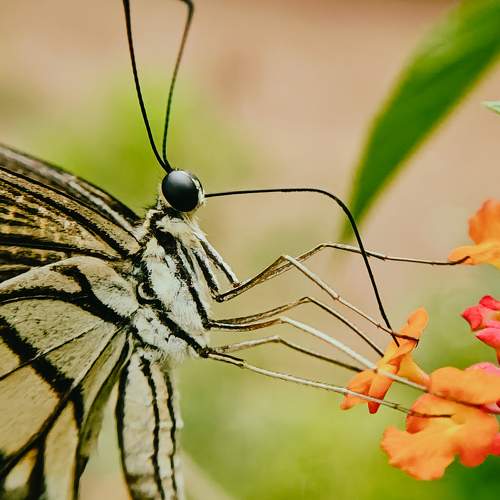 Photo #10806812