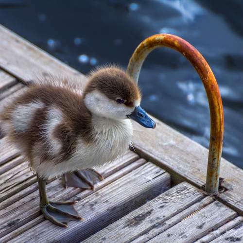 Photo #10807378