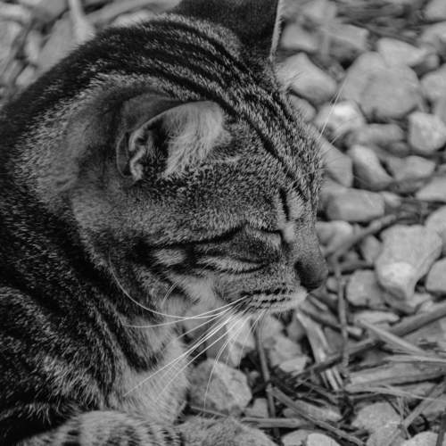 Photo #10807753