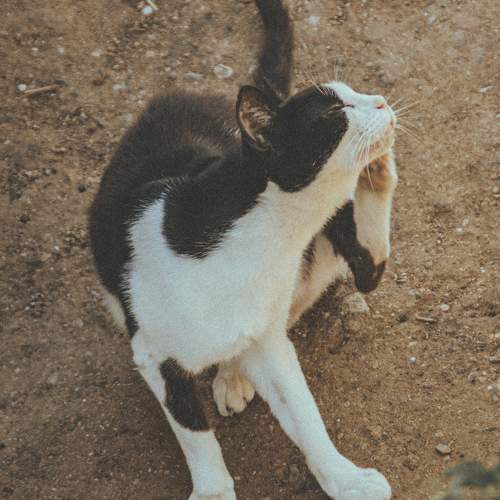 Photo #10807754