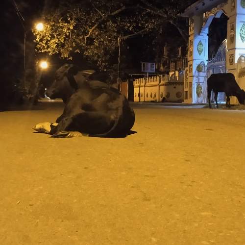 Photo #10807850