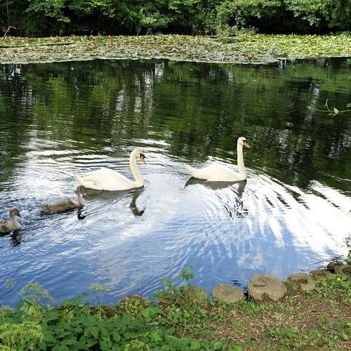 Photo #10807888