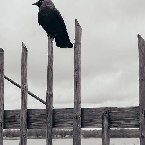 Photo #10807904