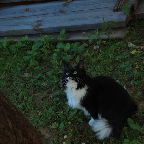 Photo #10808155