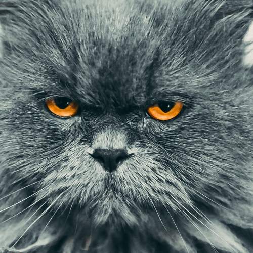 Photo #10808238